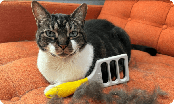 FUR4 deshedding tool beside a cat, from the Pipe17 customer story