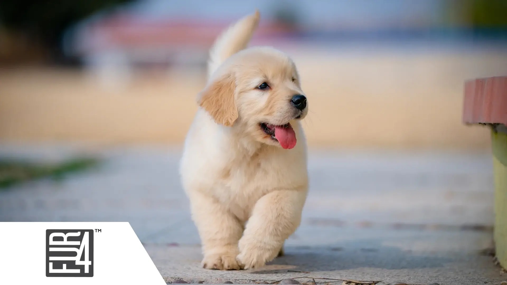 Golden retriever puppy with the FUR4 mark, from the ChannelEngine success story